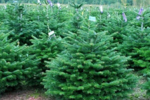 Nordmann Fir 0