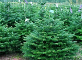 Nordmann Fir 0