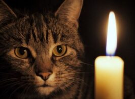 Tabby Cat With Candles