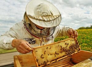 Bee Keeper Lifting Shelf Out Of Hive