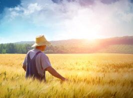 Farmer Walking Through A Wheat Field