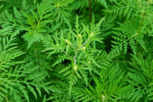 Ambrosia Artimisiifolia Ragweed
