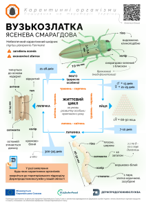 1 вузькозлатка карантинні організми (3)