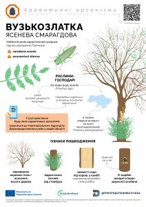 2 вузькозлатка карантинні організми (3)