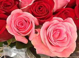 Planting Roses Cover 266x196