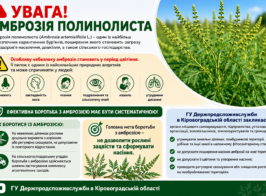 Увага! Амброзія полинолиста